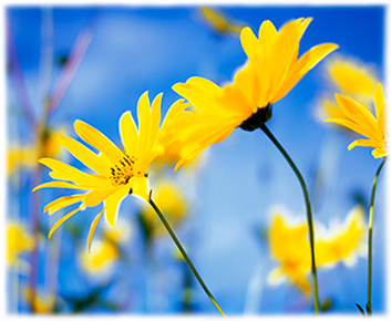 Floral Photographic Print