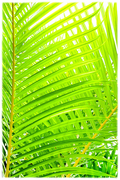 Floral Photographic Print